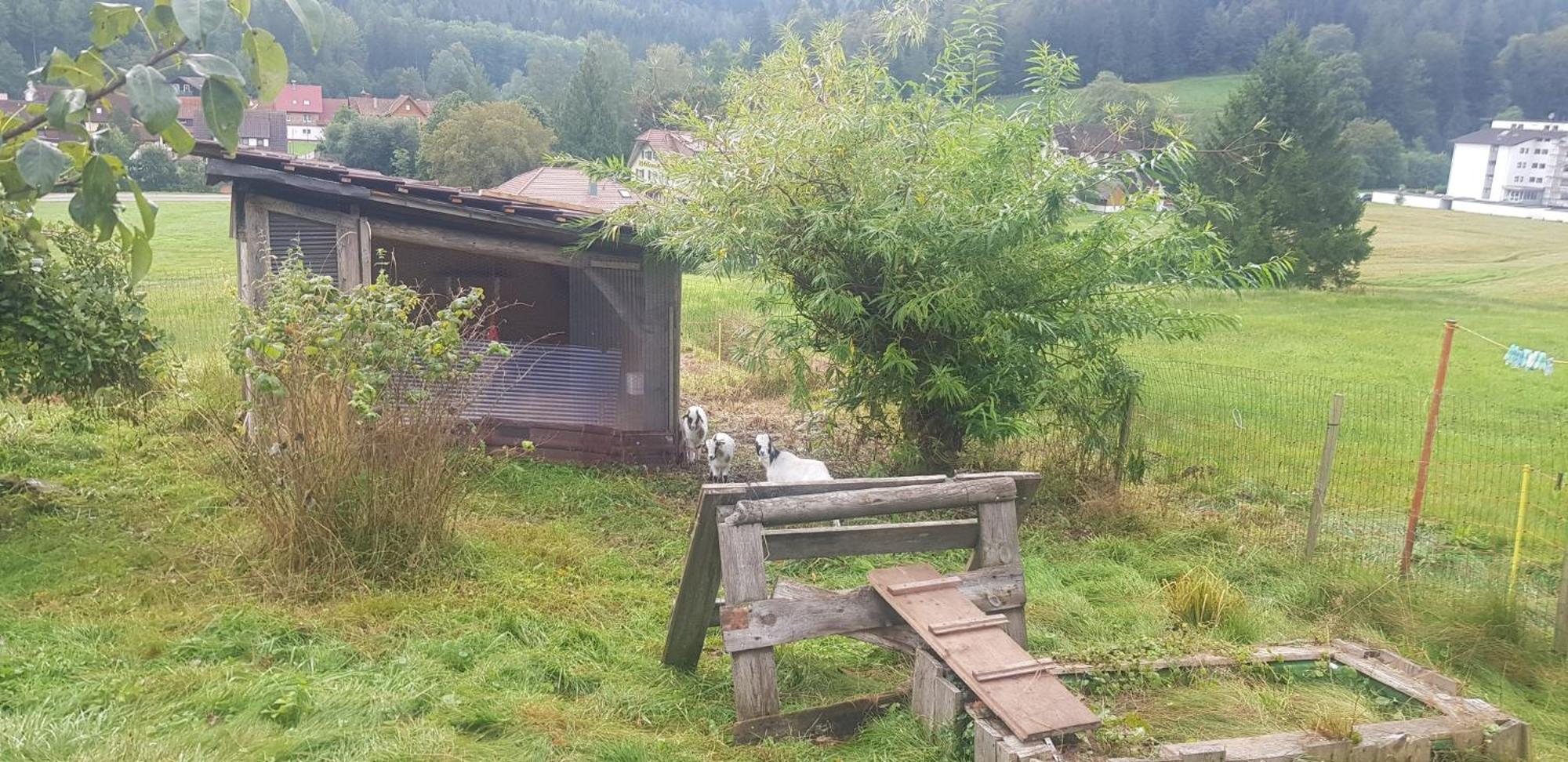 Ferienhof Ziegler - Studio Fingerhut Baiersbronn Esterno foto